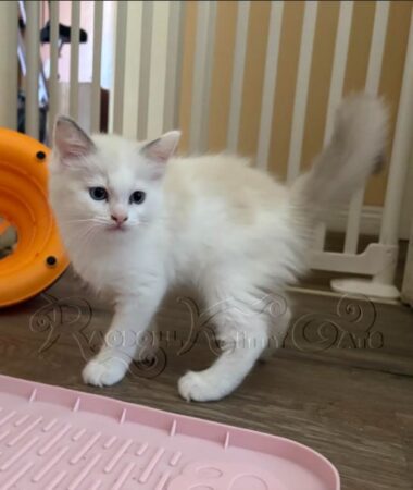 RagdollKittyCats of CA