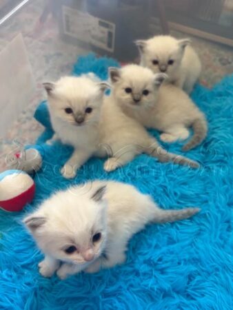 RagdollKittyCats of CA
