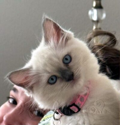 RagdollKittyCats of CA