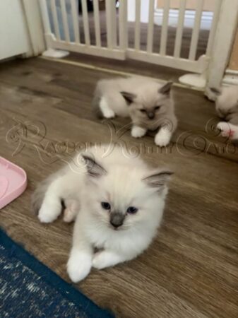 RagdollKittyCats of CA