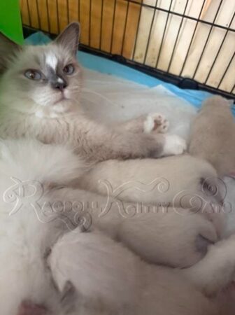 RagdollKittyCats of CA
