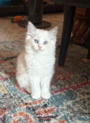 RagdollKitty Cats of CA