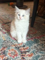 RagdollKitty Cats of CA