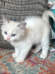 RagdollKitty Cats of CA