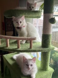 RagdollKitty Cats of CA