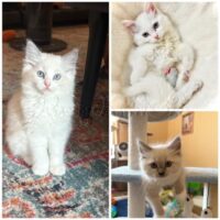 RagdollKitty Cats of CA