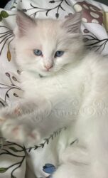 RagdollKittyCats of CA