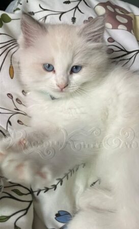 RagdollKittyCats of CA