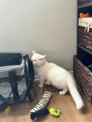 RagdollKittyCats of CA