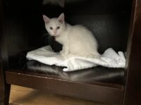 RagdollKittyCats of CA