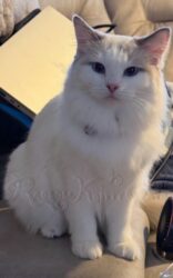 RagdollKittyCats of CA