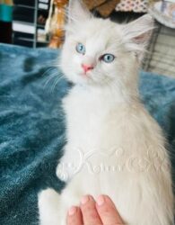 RagdollKittyCats of CA