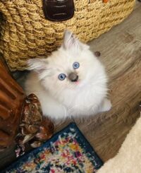 RagdollKittyCats of CA