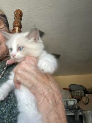 RagdollKittyCats of CA
