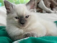 RagdollKittyCats of CA