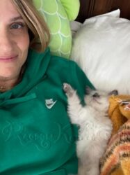 RagdollKittyCats of CA