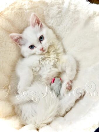 RagdollKittyCats of CA
