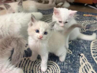 RagdollKittyCats of CA