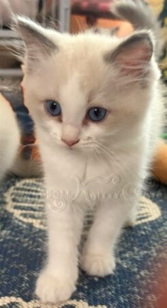 RagdollKittyCats of CA
