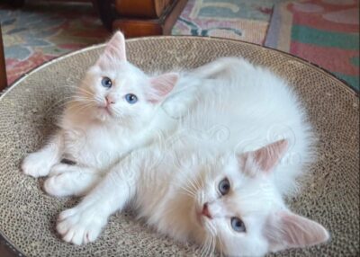 RagdollKittyCats of CA