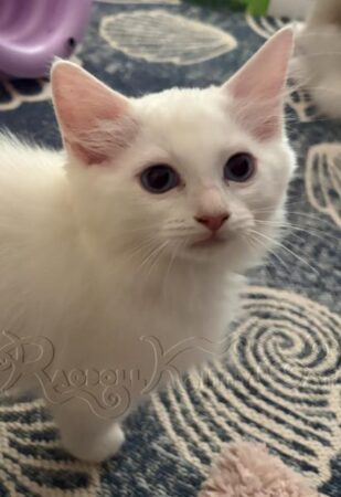RagdollKittyCats of CA
