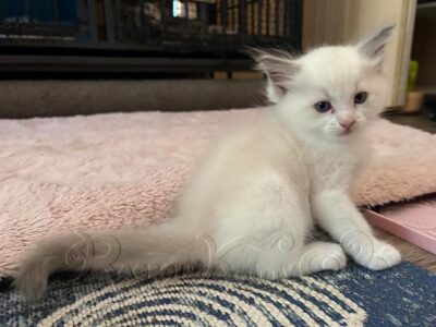 RagdollKittyCats of CA