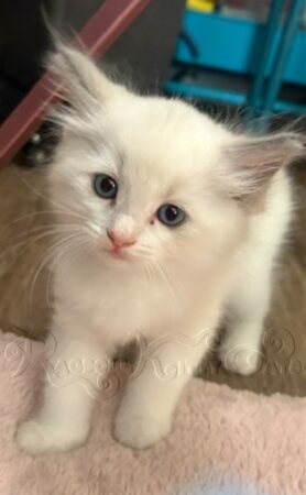 RagdollKittyCats of CA