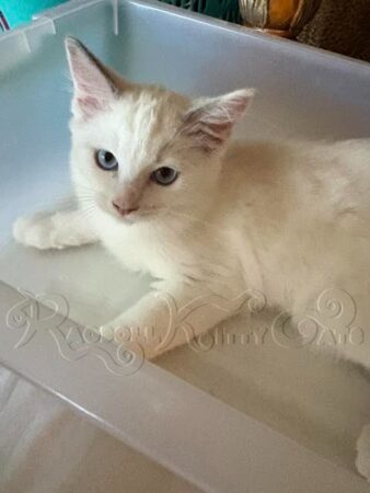 RagdollKittyCats of CA
