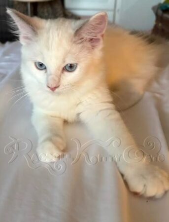 RagdollKittyCats of CA