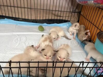 RagdollKittyCats of CA