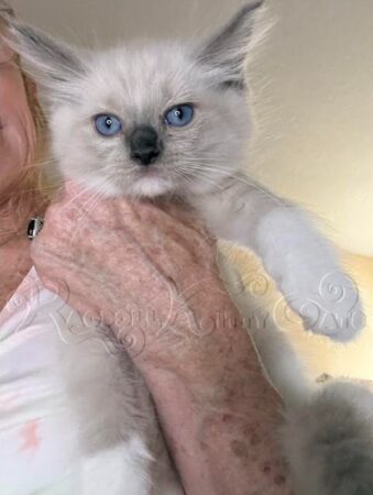 RagdollKittyCats of CA