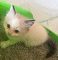 RagdollKittyCats of CA