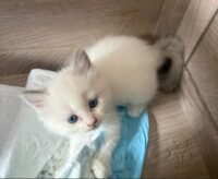RagdollKittyCats of CA