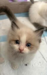 RagdollKittyCats of CA