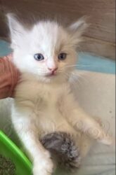 RagdollKittyCats of CA