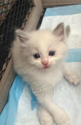 RagdollKittyCats of CA