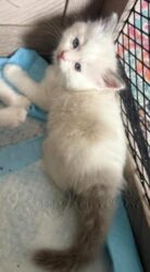RagdollKittyCats of CA