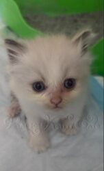 RagdollKittyCats of CA