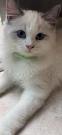 RagdollKittyCats of CA