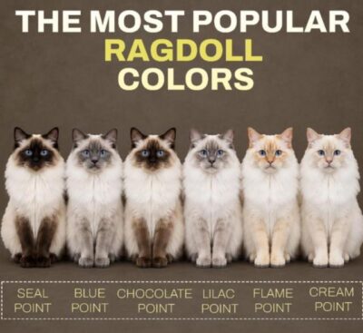 RagdollKittyCats of CA