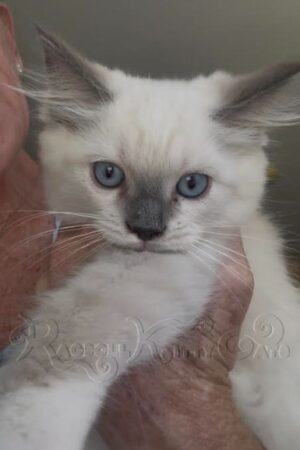 RagdollKittyCats of CA